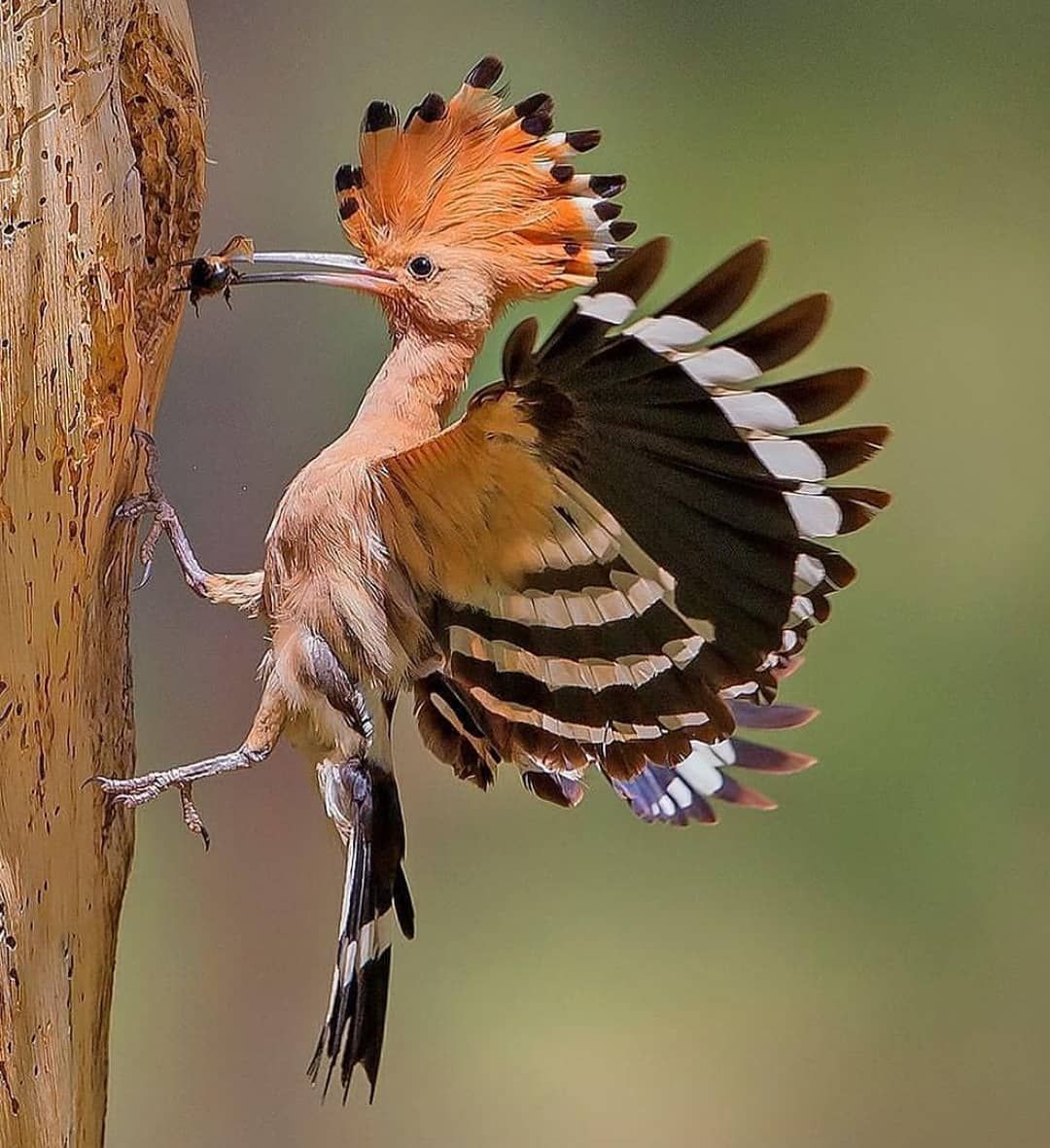 Птичий символ