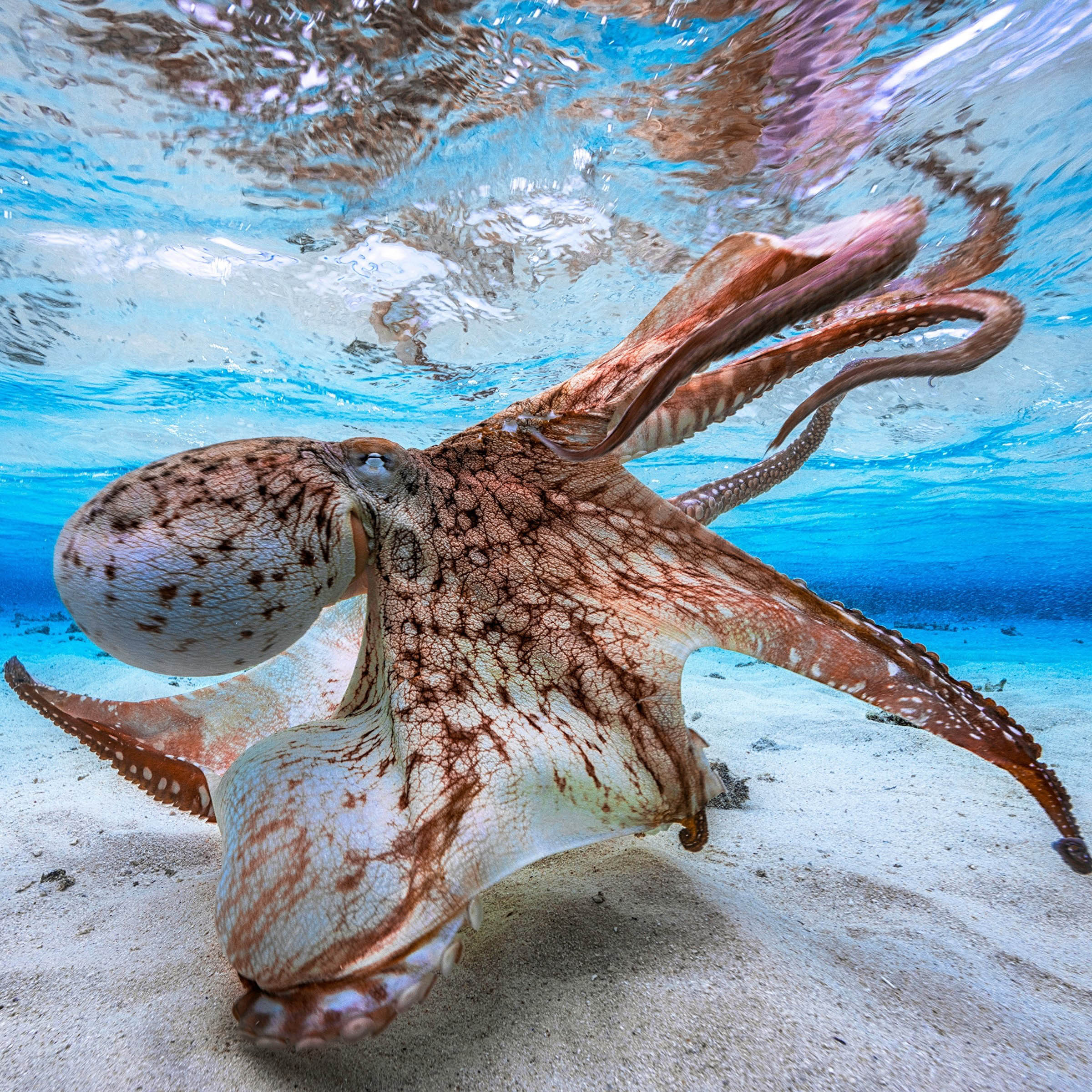 Подводный мир